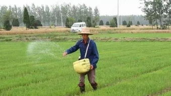 农村水稻种子发芽率低是什么原因
